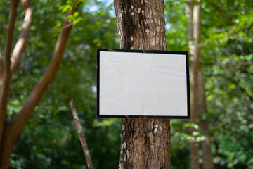 empty white blank in green tree for texture