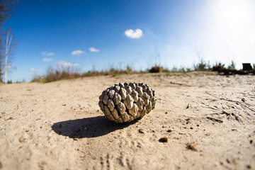 A pineapple in national park Loonse en Drunense duinen in Waalwijk, Brabant, Netherlands.