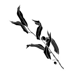 Vector Eucalyptus tree leaves. Black and white engraved ink art. Isolated eucalyptus illustration element.