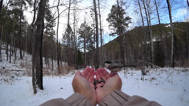 Feeding birds with two hands. Winter forest, mountains. Tits bite seeds and fly. Slow motion. The concept of kindness, help, friendship.