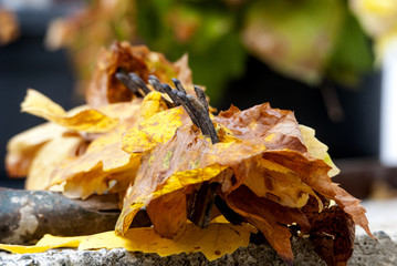 autumn leaves on old rake