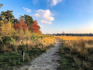 A beautiful day in National Park Loonse en Drunense duinen during fall autumn