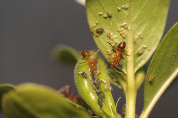 Huge Ants Colony Cooperation with Macro Photography on Green Leaves Forest Background