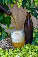 Pouring beer from a bottle into a glass surrounded by green hops and grain. Hop drink. Beer in pint, background ingredients for making beer.