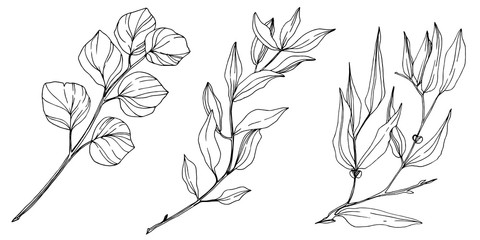 Vector Eucalyptus tree leaves. Black and white engraved ink art. Isolated eucalyptus illustration element. - 305203884