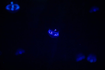 A lot of beautiful jellyfish or meduses in the neon light in aquarium in new opened Prague medusarium, Czech Republic