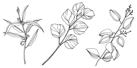 Fototapete Aquarell Natur Set Vector Eucalyptus tree leaves. Black and white engraved ink art. Isolated eucalyptus illustration element.