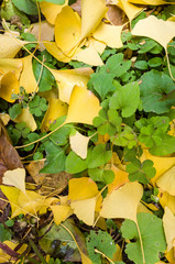GinkGinkgo biloba leaves of autumn