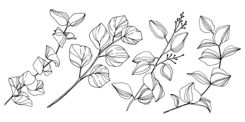 Vector Eucalyptus tree leaves. Black and white engraved ink art. Isolated eucalyptus illustration element. - 305204068
