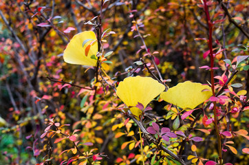 GinkGinkgo biloba leaves of autumn