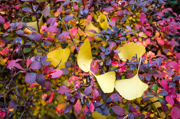 GinkGinkgo biloba leaves of autumn