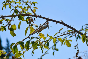 Greece, Epirus County, Zoology