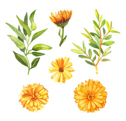 Watercolor hand drawn orange calendula flower and tea tree leaves and ranches botanical illustration set isolated on white background - obrazy, fototapety, plakaty
