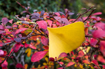 GinkGinkgo biloba leaves of autumn