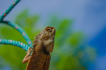 This lizard is attached to the rope.