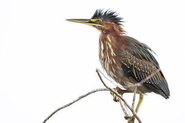 Green Heron