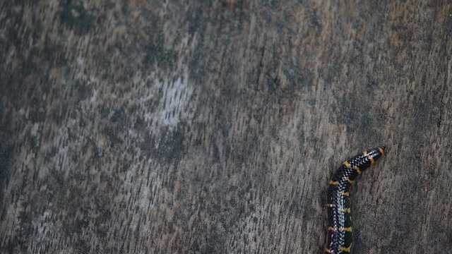 Red Cylinder Snake, Cylindrophis ruffus, rested on a wooden floor and looped in a figure of eight knot undoing itself and moving out of the frame; fourth sequence in slow motion.
