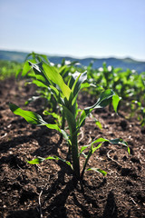 young corn