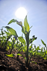young corn