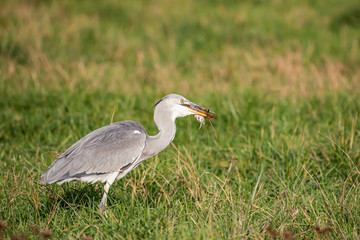 heron with mouse