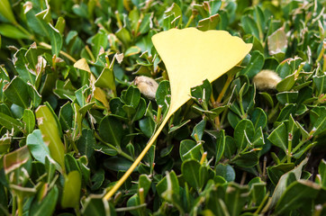 Ginkgo biloba leaves of autumn