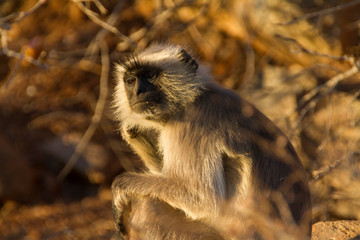 Nachdenklicher Affe in Pushkar
