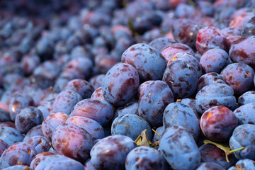 Heap of ripe plums.