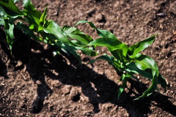young corn