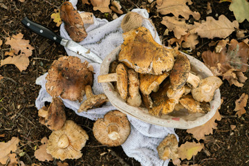 the basket of the gathered mushrooms and knife on the ground flat lay