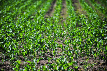 young corn