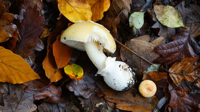 Champignon couch&eacute;