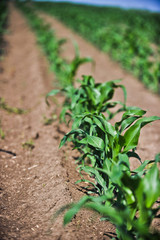 young corn