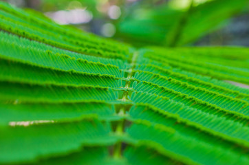 Small green leaves that are small