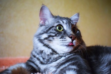 cat on black background