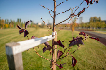 young tree sapling propped and supported by the wooden slats and tied by tape stringon
