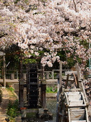 水車に舞い落ちる桜の花びら