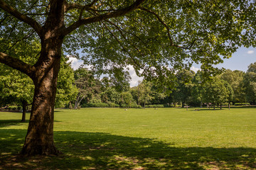 Fototapeta na wymiar Beautiful park scene in public park