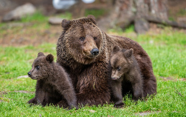 Fototapeta premium She-bear with cubs in a forest glade. White Nights. Summer. Finland.