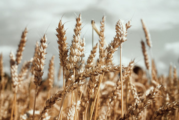 Wheat ears field sky. Golden glowing wheat. Vintage nature landscape. Agricultural wheat grow up...