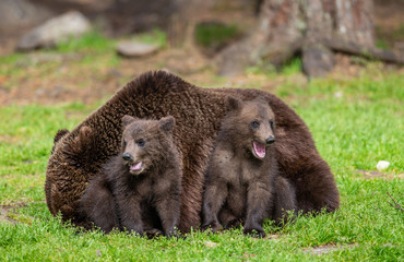 She-bear with cubs in a forest glade. White Nights. Summer. Finland.