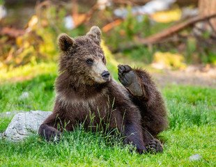 Obraz premium Little bear is sitting on the grass in the forest in a funny pose. White Nights. Summer. Finland.