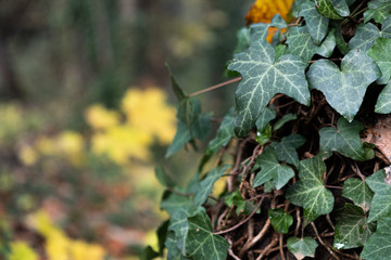 Obraz premium Ivy and autumn leaves