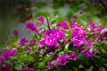 Obraz premium pink flowers in the garden