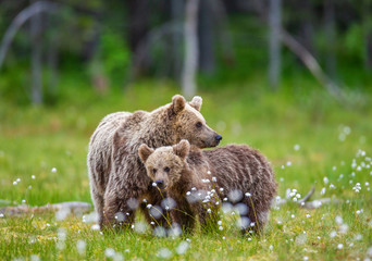 She-bear with cub in a forest glade surrounded by white flowers. White Nights. Summer. Finland. © gudkovandrey