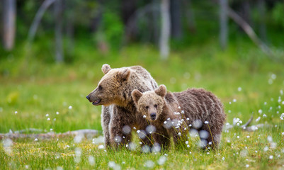 She-bear with cub in a forest glade surrounded by white flowers. White Nights. Summer. Finland.