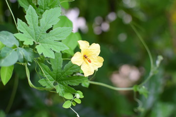 flower in the garden