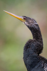 Fototapeta premium Anhinga
