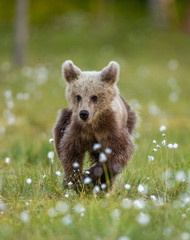 Brown bear in a forest glade surrounded by white flowers. White Nights. Summer. Finland. © gudkovandrey