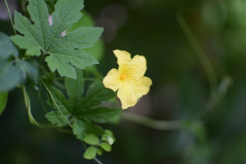 yellow flower in garden