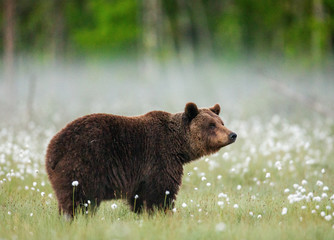 Naklejka na ściany i meble Brown bear stands in a forest clearing with white flowers against a background of forest and fog. Summer. Finland.